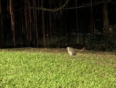 Gorsachius melanolophus