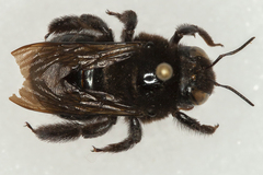 Xylocopa californica