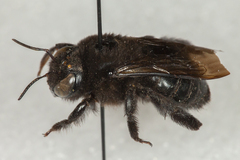 Xylocopa californica