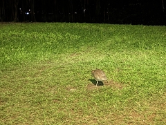 Gorsachius melanolophus