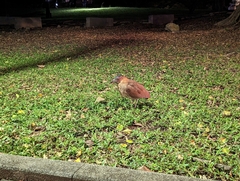 Gorsachius melanolophus