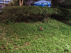 Gorsachius melanolophus