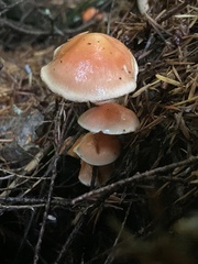 Pyrrhulomyces astragalinus
