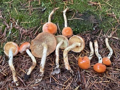 Pyrrhulomyces astragalinus