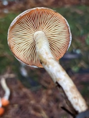 Pyrrhulomyces astragalinus
