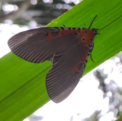 Euplocia membliaria