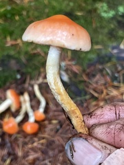 Pyrrhulomyces astragalinus