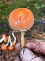 Pyrrhulomyces astragalinus