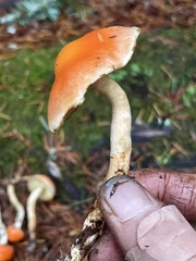 Pyrrhulomyces astragalinus