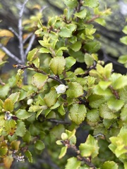 Gaultheria antipoda