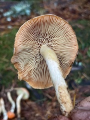 Pyrrhulomyces astragalinus