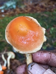 Pyrrhulomyces astragalinus