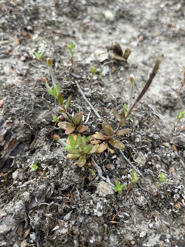 Epilobium hectorii (Epilobium hectorii)