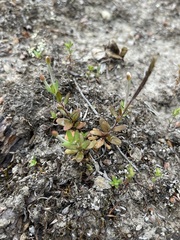 Epilobium hectori