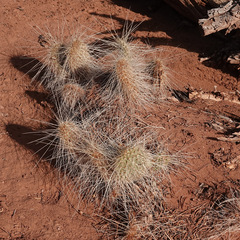 Opuntia trichophora