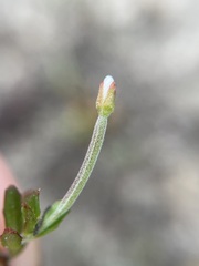 Epilobium hectori