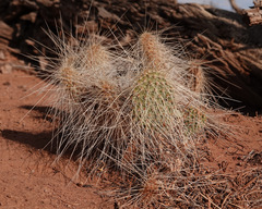 Opuntia trichophora