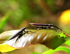 Rhinotia suturalis