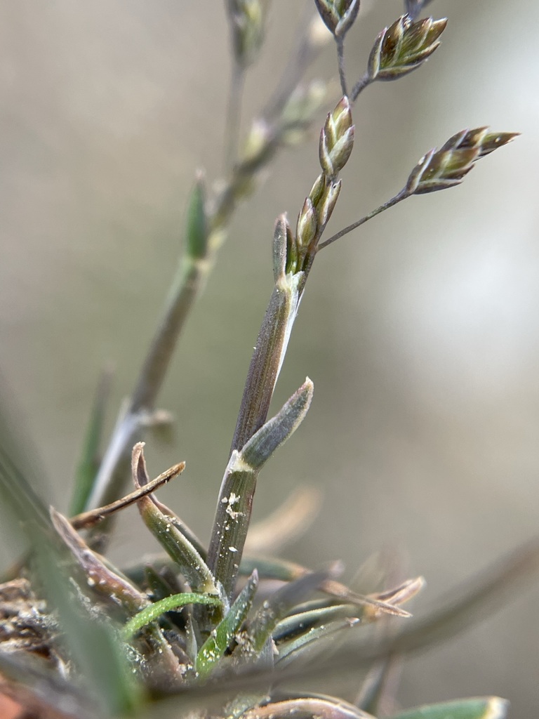 Poa maniototo
