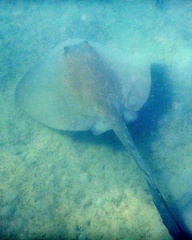 Pastinachus ater