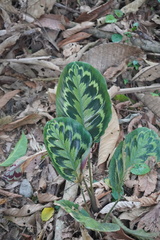 Goeppertia veitchiana
