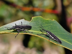 Rhinotia melanocephala