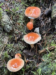 Pyrrhulomyces astragalinus
