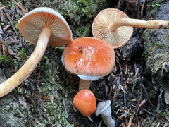 Pyrrhulomyces astragalinus