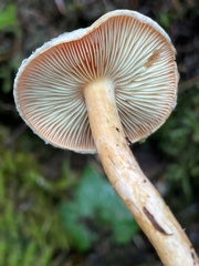 Pyrrhulomyces astragalinus