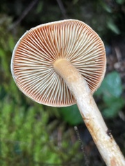 Pyrrhulomyces astragalinus