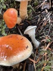 Pyrrhulomyces astragalinus