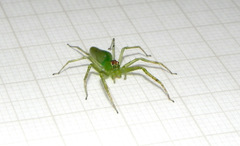 Lyssomanes bitaeniatus