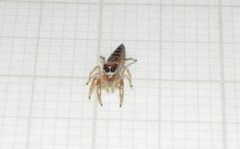 Cotinusa