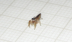Cotinusa