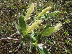 Salix lanata