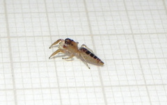 Cotinusa