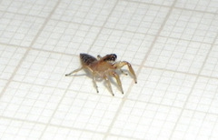 Cotinusa