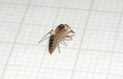 Cotinusa