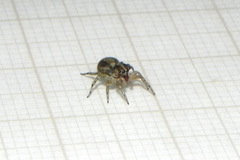 Maeota dichrura