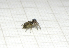 Maeota dichrura