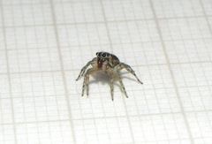 Maeota dichrura