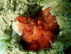 Alicia pretiosa