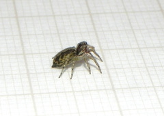 Maeota dichrura