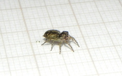 Maeota dichrura