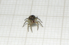 Maeota dichrura