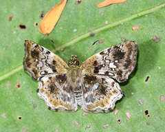 Diaeus variegata