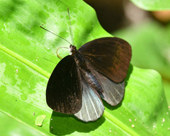 Eunica chlororhoa