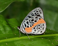 Eunica chlororhoa