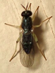 Solva pallipes
