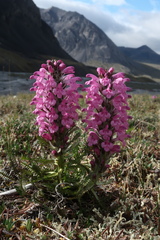 Pedicularis lanata